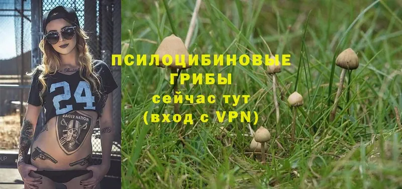 закладки  Пушкино  Псилоцибиновые грибы Psilocybe 